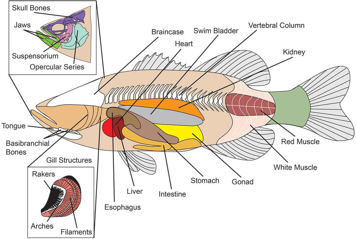 Diagram labeling the anatomy of a fish.